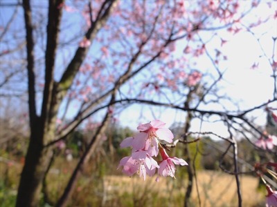 DSCF4607_R