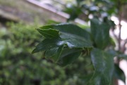 DSCF5152_R