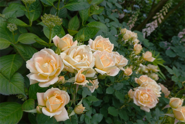 DSC07621_R