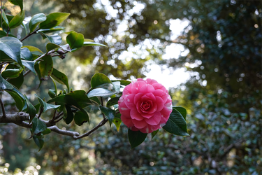 DSC03782_R