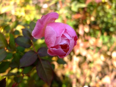 DSCF6613_R