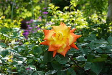 DSC07060_R