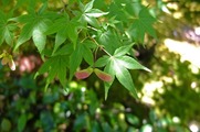 DSCF3807_R