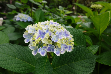 DSC08084_R