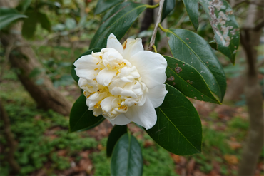 DSC06000_R