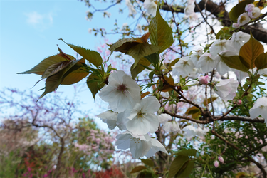 DSC06438_R