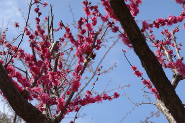 DSC00245_R