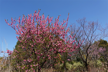 DSC05910_R
