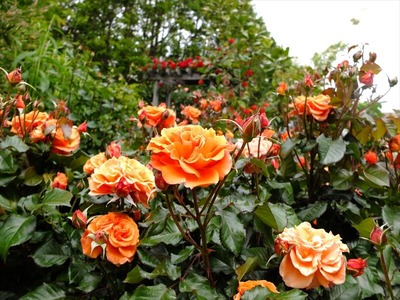DSCF2643_R