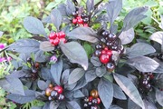 DSCF6361_R