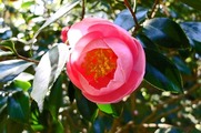 DSCF2024_R