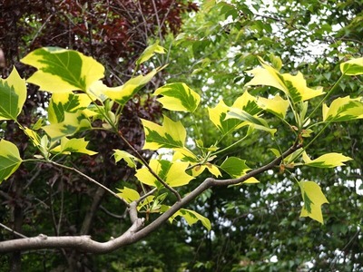 DSCF2688_R