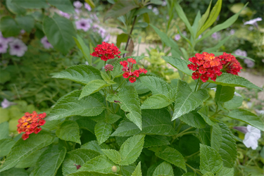 DSC08971_R