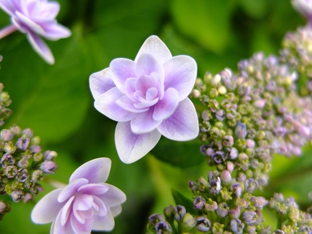 藍川京 の部屋 横浜イングリッシュガーデン 紫陽花と緑の寄せ植え Livedoor Blog ブログ 藍川京 の部屋 横浜イングリッシュガーデン 紫陽花と緑の寄せ植え Livedoor Blog ブログ