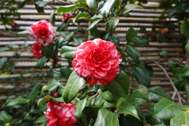 DSC06101_R