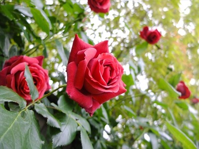 DSCF3271_R