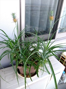 DSCF4389_R