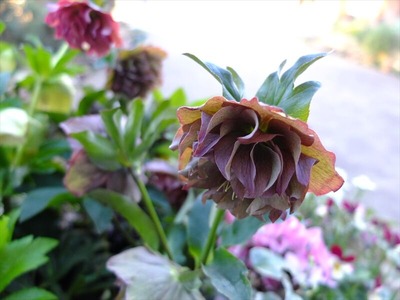 DSCF4774_R