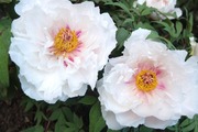 DSCF1884_R