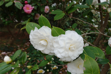 DSC06117_R