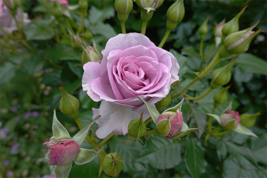 DSC07315_R