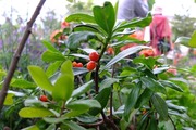 DSCF2564_R