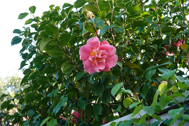 DSC06350_R