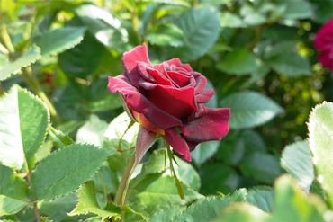 DSC07128_R