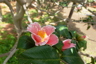DSC06054_R