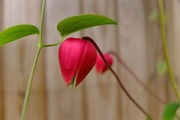DSCF3135_R