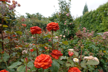 DSC08522_R