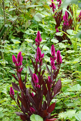 DSC08742_R