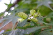 DSCF5054_R