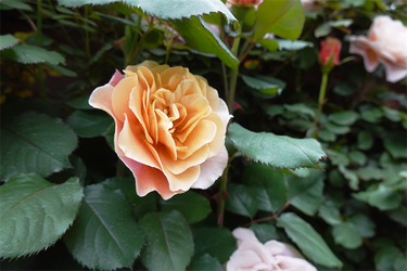 DSC06949_R