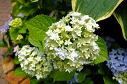 DSCF4388