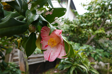 DSC06093_R