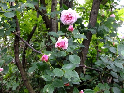 DSCF2585_R