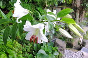 DSCF3649_R