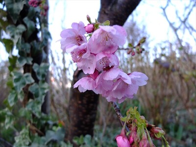 DSCF4752_R