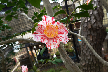 DSC06134_R