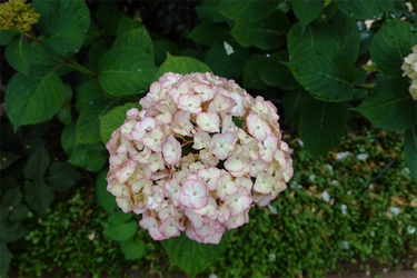 DSC08183_R