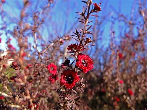 DSCF5503_R