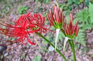 DSCF5373_R