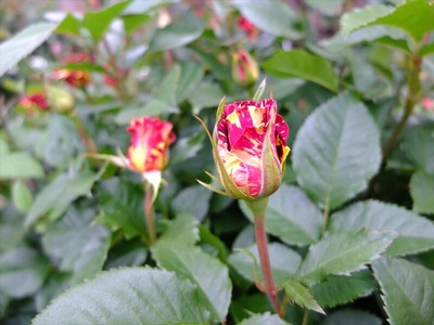 DSCF2496_R