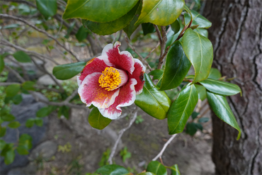 DSC05805_R