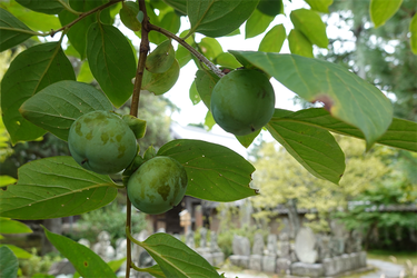 DSC09109_R