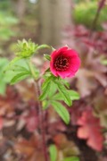 DSCF2784_R