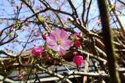 DSCF2075_R