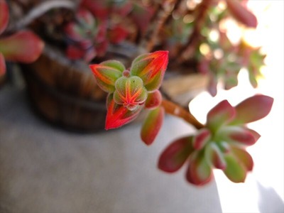 DSCF0999_R