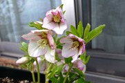 DSCF1005_R